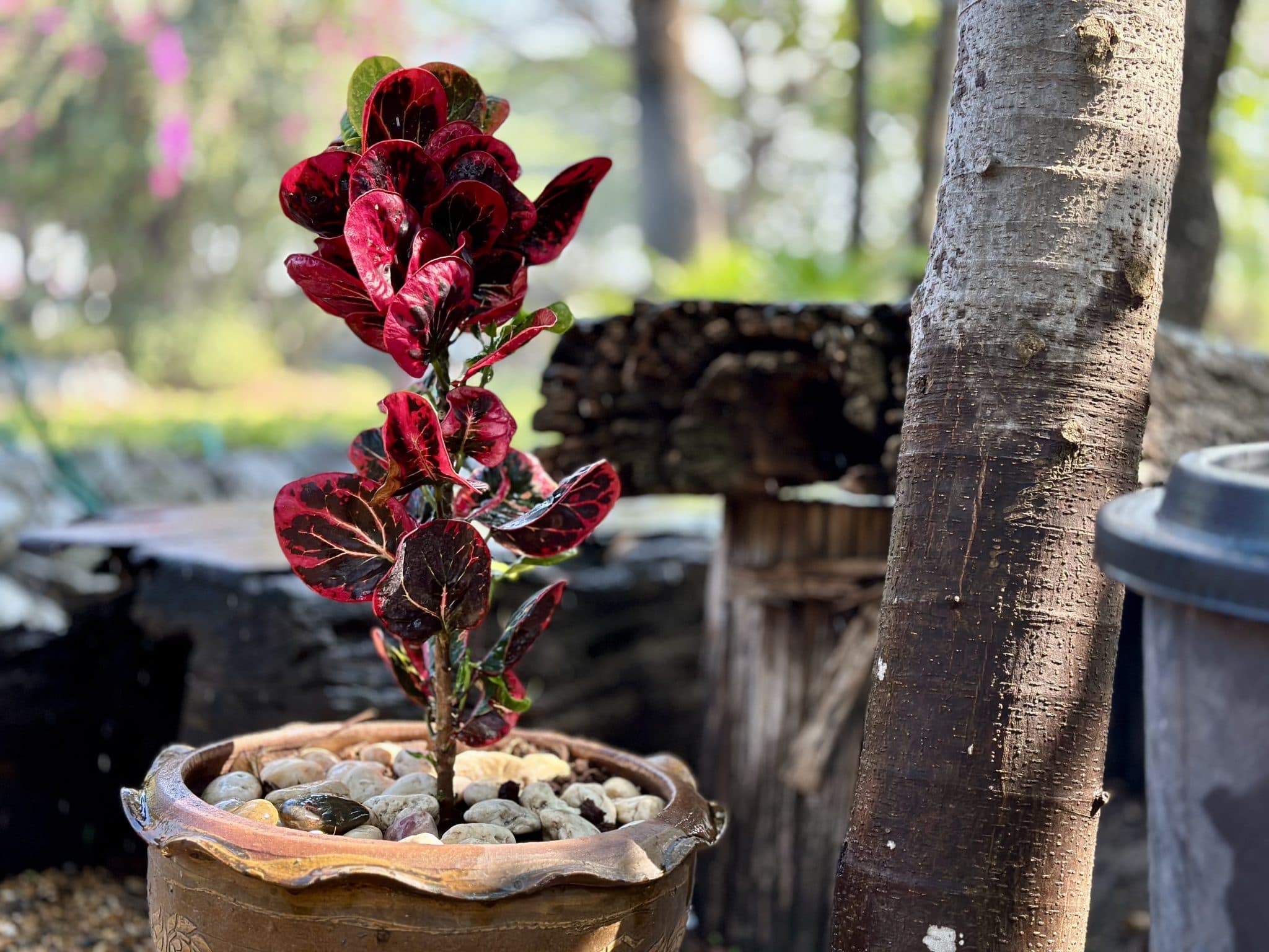 A terracotta planter in daily use